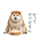 実写デブ柴犬【面白い・ダイエット】（個別スタンプ：22）