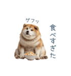 実写デブ柴犬【面白い・ダイエット】（個別スタンプ：24）