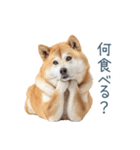 実写デブ柴犬【面白い・ダイエット】（個別スタンプ：25）
