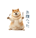 実写デブ柴犬【面白い・ダイエット】（個別スタンプ：26）
