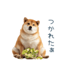 実写デブ柴犬【面白い・ダイエット】（個別スタンプ：27）