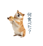 実写デブ柴犬【面白い・ダイエット】（個別スタンプ：29）