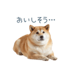 実写デブ柴犬【面白い・ダイエット】（個別スタンプ：30）