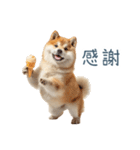 実写デブ柴犬【面白い・ダイエット】（個別スタンプ：31）