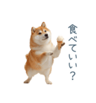 実写デブ柴犬【面白い・ダイエット】（個別スタンプ：32）