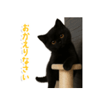 使いやすい！黒猫スタンプ敬語あり（個別スタンプ：8）