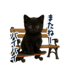 使いやすい！黒猫スタンプ敬語あり（個別スタンプ：10）