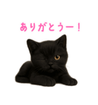 使いやすい！黒猫スタンプ敬語あり（個別スタンプ：12）