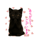 使いやすい！黒猫スタンプ敬語あり（個別スタンプ：13）