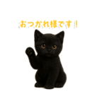 使いやすい！黒猫スタンプ敬語あり（個別スタンプ：19）