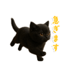 使いやすい！黒猫スタンプ敬語あり（個別スタンプ：29）