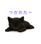 使いやすい！黒猫スタンプ敬語あり（個別スタンプ：38）