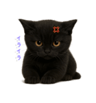 使いやすい！黒猫スタンプ敬語あり（個別スタンプ：40）