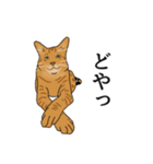 なかよし3にゃんず(リアル)（個別スタンプ：1）