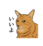 なかよし3にゃんず(リアル)（個別スタンプ：2）
