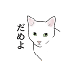 なかよし3にゃんず(リアル)（個別スタンプ：3）