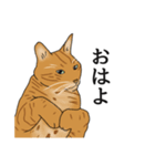 なかよし3にゃんず(リアル)（個別スタンプ：4）