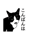 なかよし3にゃんず(リアル)（個別スタンプ：6）