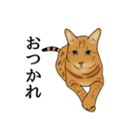 なかよし3にゃんず(リアル)（個別スタンプ：7）
