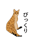 なかよし3にゃんず(リアル)（個別スタンプ：9）