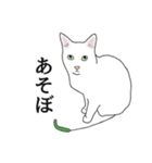 なかよし3にゃんず(リアル)（個別スタンプ：12）