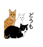 なかよし3にゃんず(リアル)（個別スタンプ：13）