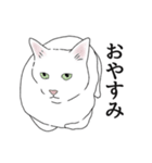 なかよし3にゃんず(リアル)（個別スタンプ：17）