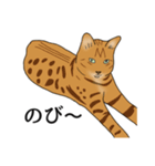 なかよし3にゃんず(リアル)（個別スタンプ：22）