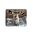コロマルくん2（個別スタンプ：1）
