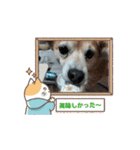 コロマルくん2（個別スタンプ：9）