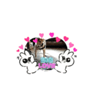 コロマルくん2（個別スタンプ：15）