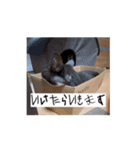 かわいいハチワレねこのすたんぷ（個別スタンプ：1）
