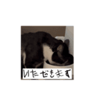 かわいいハチワレねこのすたんぷ（個別スタンプ：3）
