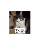かわいいハチワレねこのすたんぷ（個別スタンプ：7）