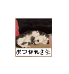 かわいいハチワレねこのすたんぷ（個別スタンプ：8）