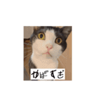 かわいいハチワレねこのすたんぷ（個別スタンプ：9）