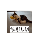 かわいいハチワレねこのすたんぷ（個別スタンプ：10）