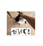 かわいいハチワレねこのすたんぷ（個別スタンプ：11）