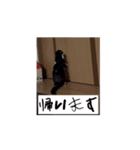 かわいいハチワレねこのすたんぷ（個別スタンプ：12）