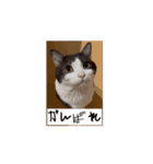 かわいいハチワレねこのすたんぷ（個別スタンプ：13）