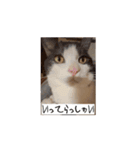 かわいいハチワレねこのすたんぷ（個別スタンプ：14）