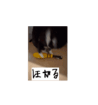 かわいいハチワレねこのすたんぷ（個別スタンプ：15）