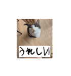 かわいいハチワレねこのすたんぷ（個別スタンプ：16）