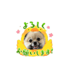 ロアうに動くスタンプ（個別スタンプ：12）