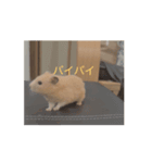 ハムスターの楽しい暮らし（個別スタンプ：2）
