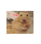 ハムスターの楽しい暮らし（個別スタンプ：4）