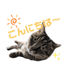 Ko-tzy Vol.4（個別スタンプ：4）