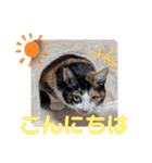 Ko-tzy Vol.4（個別スタンプ：5）