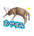 Ko-tzy Vol.4（個別スタンプ：12）