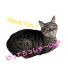 Ko-tzy Vol.4（個別スタンプ：17）